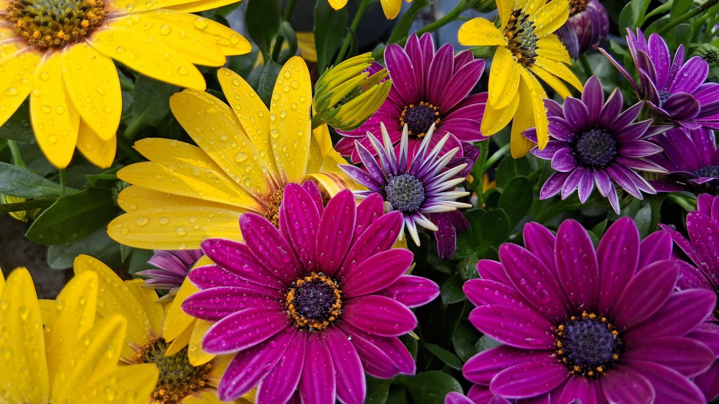 Blüten lila und gelb
