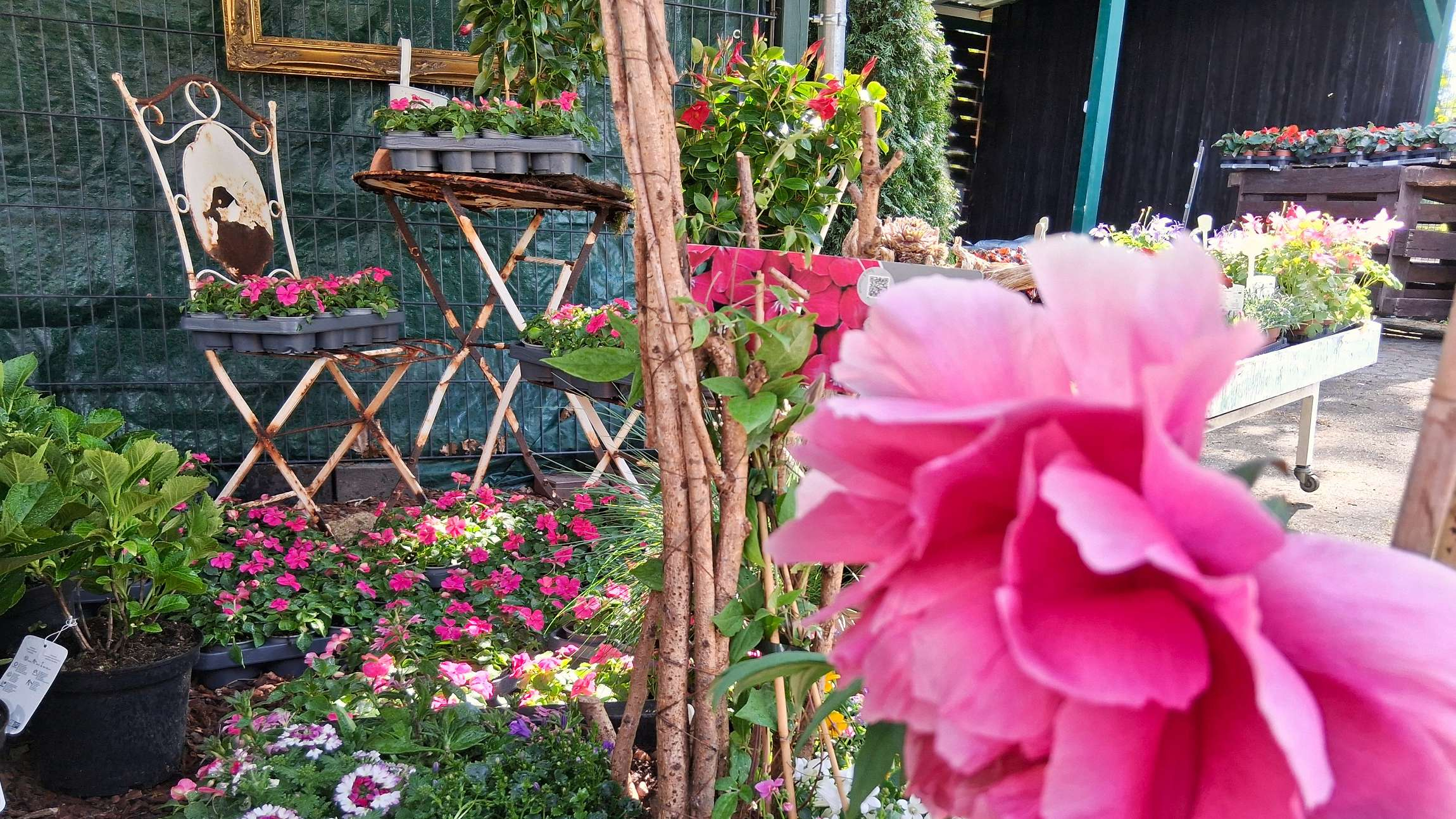 Tulpe mit Garten im Hintergrund