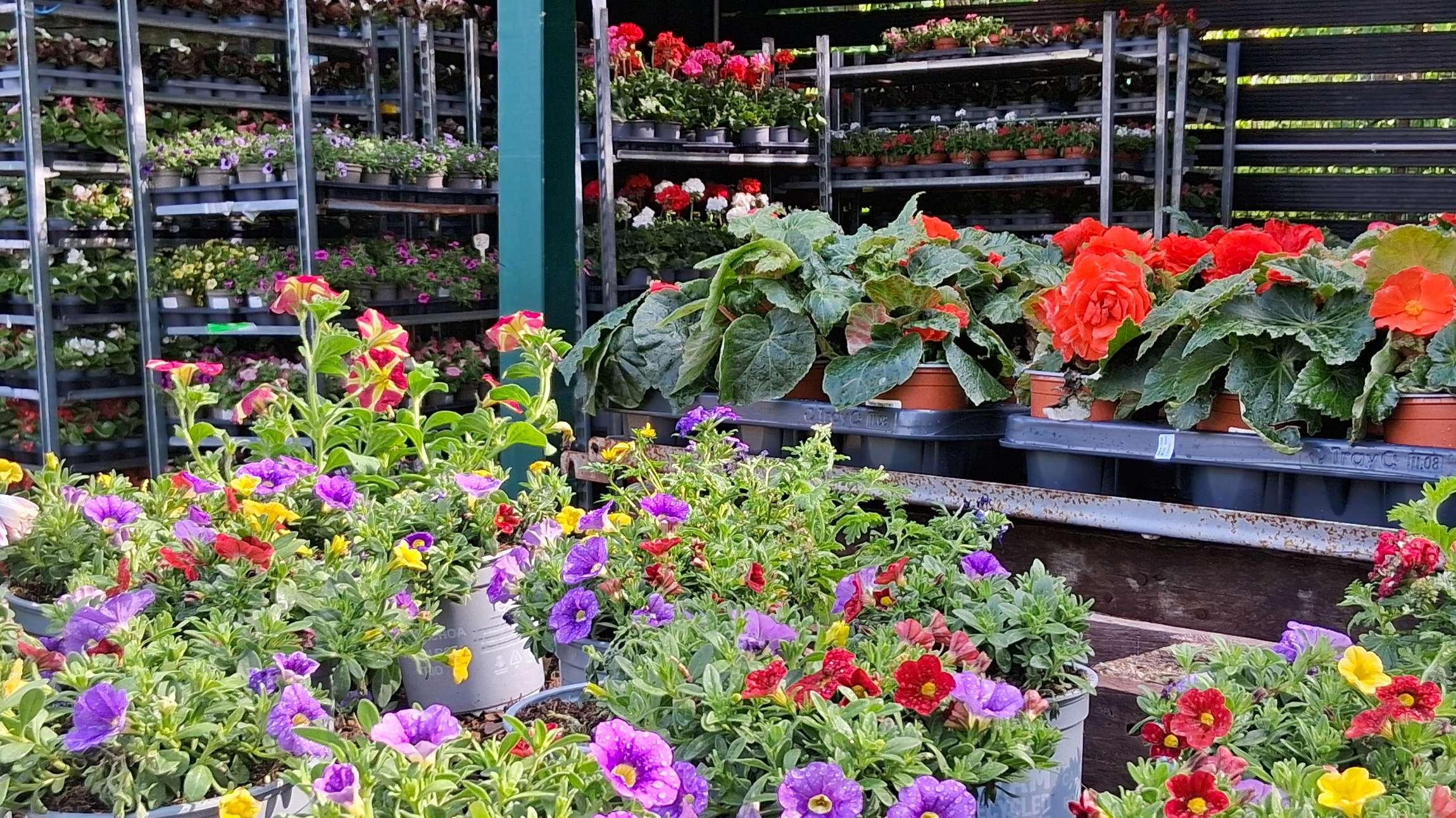 verschiedene Blumen und Pflanzen 