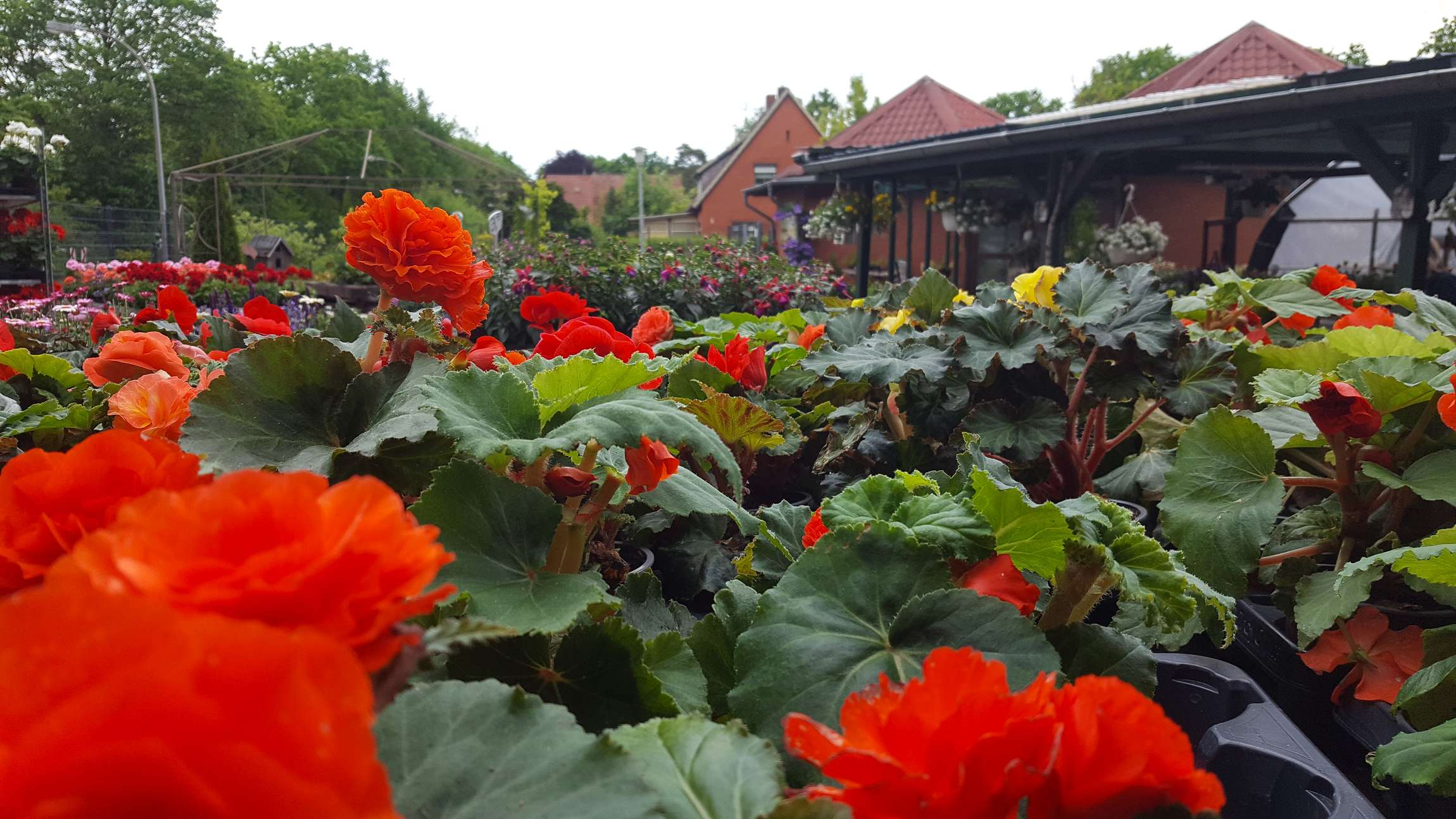 Orange Blüten von Pflanzen