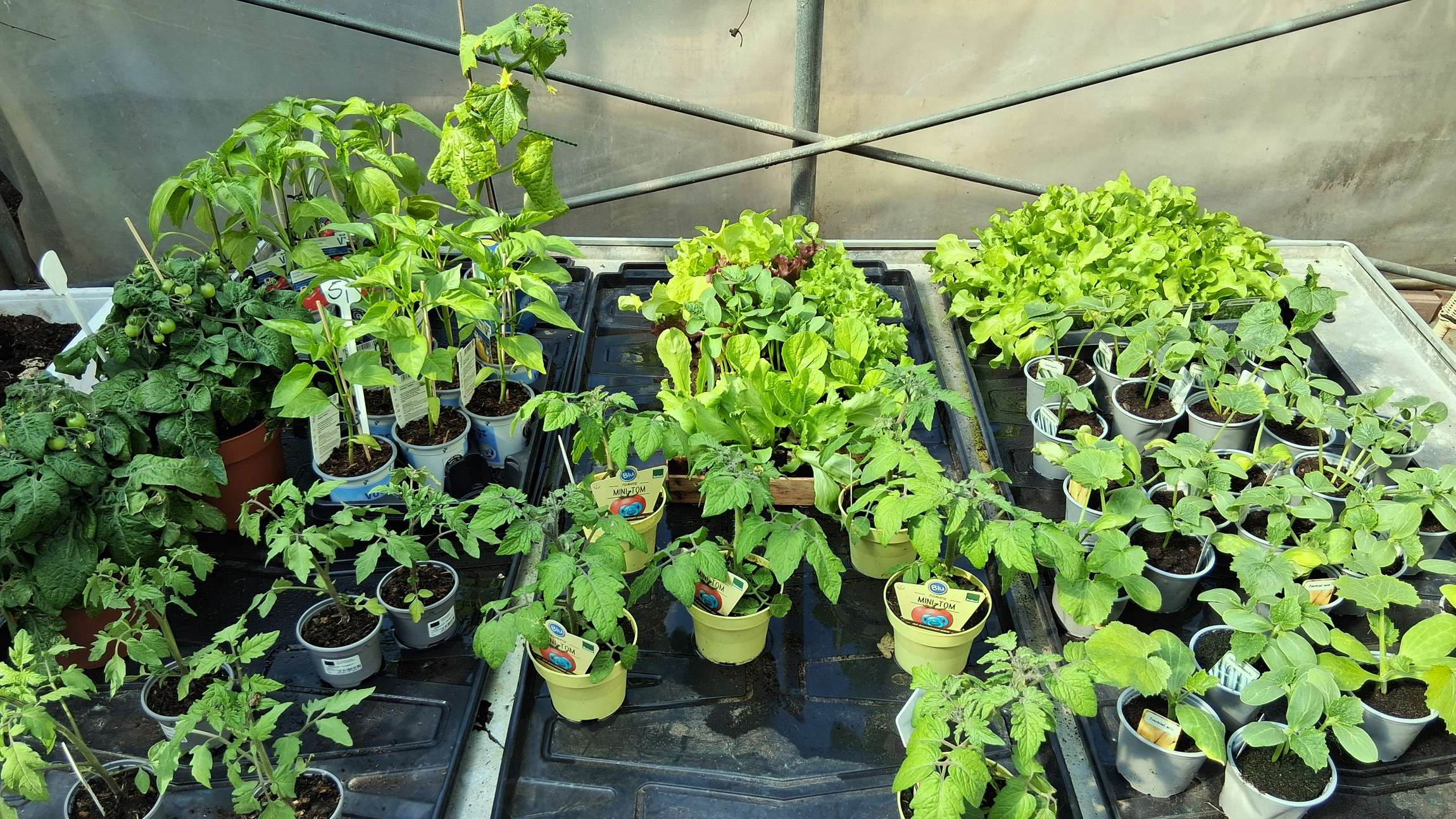 Kleine Pflanzen in Töpfen
